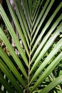 PINNATE Most common type Feather-like palm leaves 2 rows of