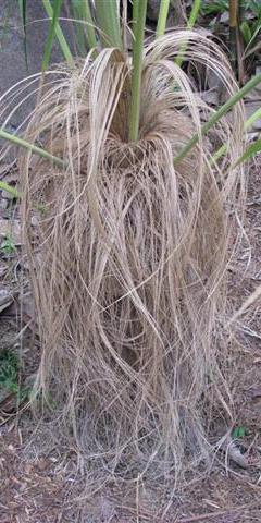 Hair-like fibers Old Man Palm