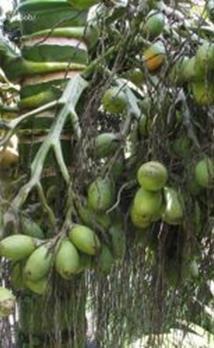Stimulants Betel Nut Palm Areca catechu
