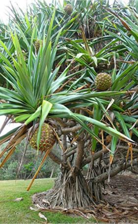 Pandanus Palm