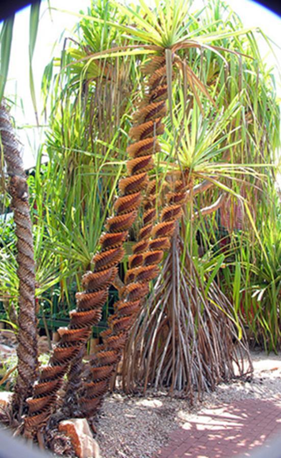 Spiral Palm Screw Palm