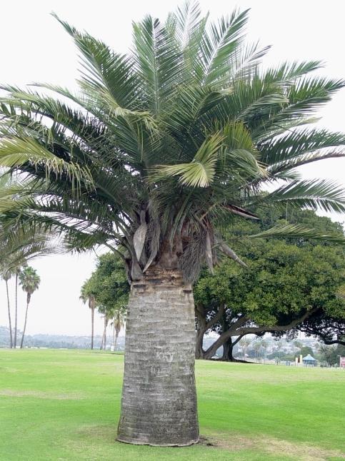 Tensile strength of fronds &