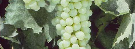 Most versatile grape (raisin, table, wine, and