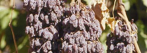 drying Thompson Seedless takes approximately six