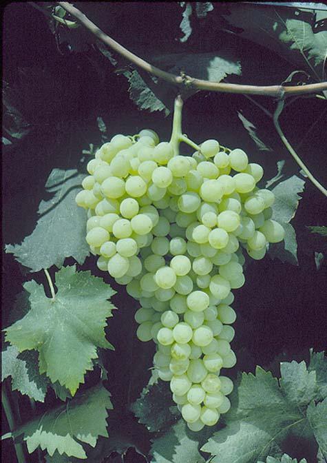 FIESTA John Weinberger - 1973 USDA release Versatile grape