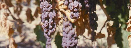 (4-8) pruned Highly susceptible to Phomopsis, powdery mildew,