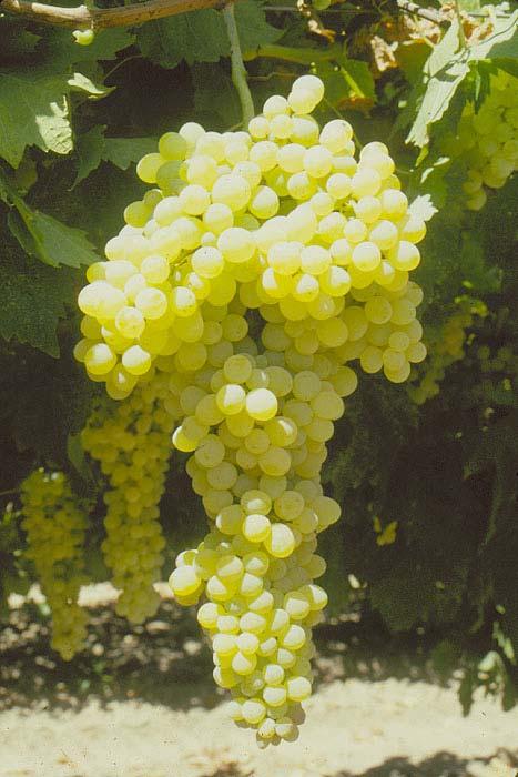 DOVINE David Ramming - 1995 USDA release Dried-On-Vine (DOV) raisin grape Matures to 21 Brix by
