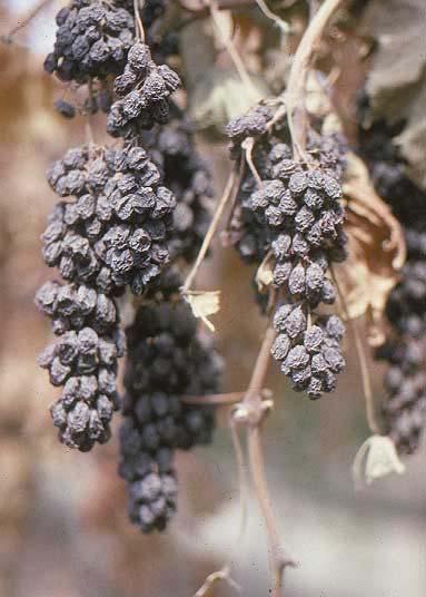 four weeks to dry-on-vine, yielding 2 T/A on a modified T-trellis Cordon or head trained and spur or cane (4-8) pruned