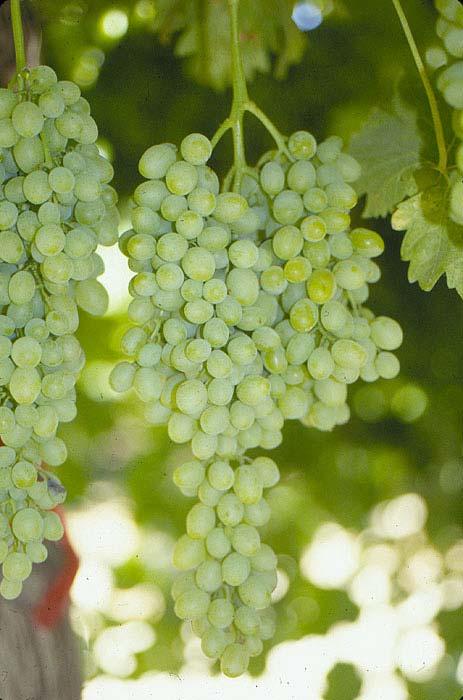 SUMMER MUSCAT David Ramming - 1999 USDA release Raisin (confectionery type product) and fresh