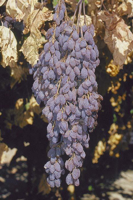 adequate drying Summer Muscat takes approximately four weeks to dry-on-vine, yielding 4+ T/A on