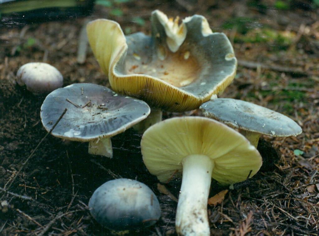 Mushroom of the Month: Russula parazurea var. ochrospora ( Nicolaj ex Quadraccia & Rossi) photo by Dan Digerness By Buck McAdoo In the olden days Dr. A.H.
