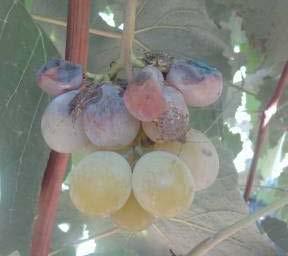 Solving Problems: BMSB in Grape Research on