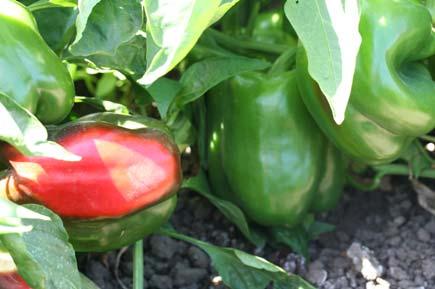 26 BELL PEPPER VARIETY EVALUATION