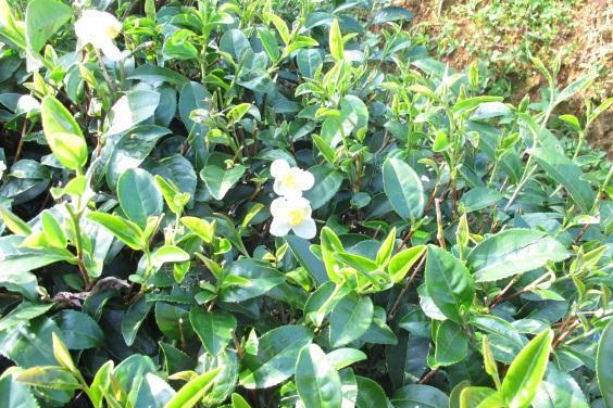 Matcha Green Tea: scientific name- Camellia sinensis Tea has been used in traditional Chinese medicine for over 5000 years.