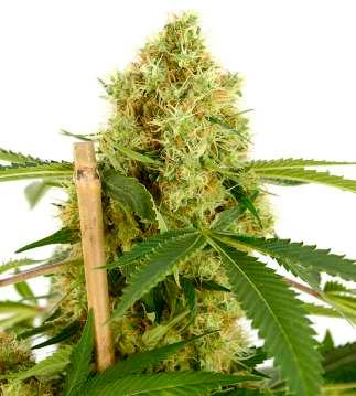 If you harvest your marijuana too late, it will have a very heavy taste and a narcotic effect.