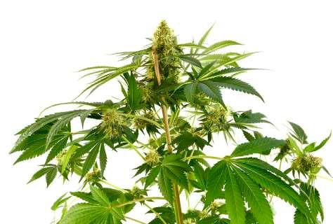 Indica week 6 Auto flower: Autolowers don t depend on a light cycle and will lower automatically.
