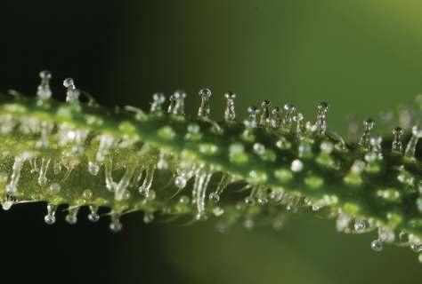 HARVESTING BASED ON RESIN When you look at the resin of a bud through a magnifying glass, you ll see that