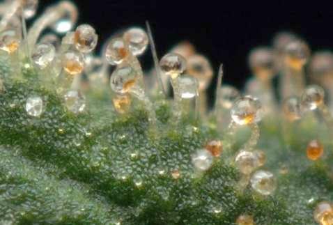 plant is ripe. After this, the trichomes connect to oxygen and become amber colored (color of honey).