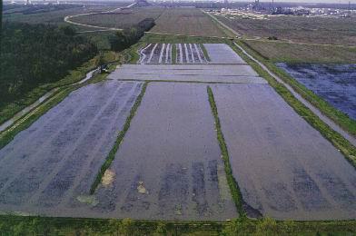 Maximizing Oxygen in Crawfish Ponds Flooding Strategies: flood to a level you can manage 8 to 10 partially drain sour water to