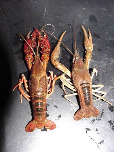 Both species are adapted to conditions commercial crawfish ponds. Both respond well to low input production system used in Louisiana.