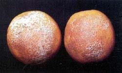 c. Brown rot can penetrate unblemished citrus fruit rind, unlike