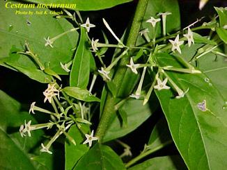 The diurnally fragrant, white flowers with reflexed corolla lobes are less than an inch long and are borne continuously in long-stalked axillary racemes.