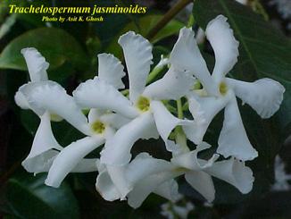 , the crepe jasmine, is native from northern India to western China and northern Thailand. It forms a symmetrical shrub to 6 feet tall.