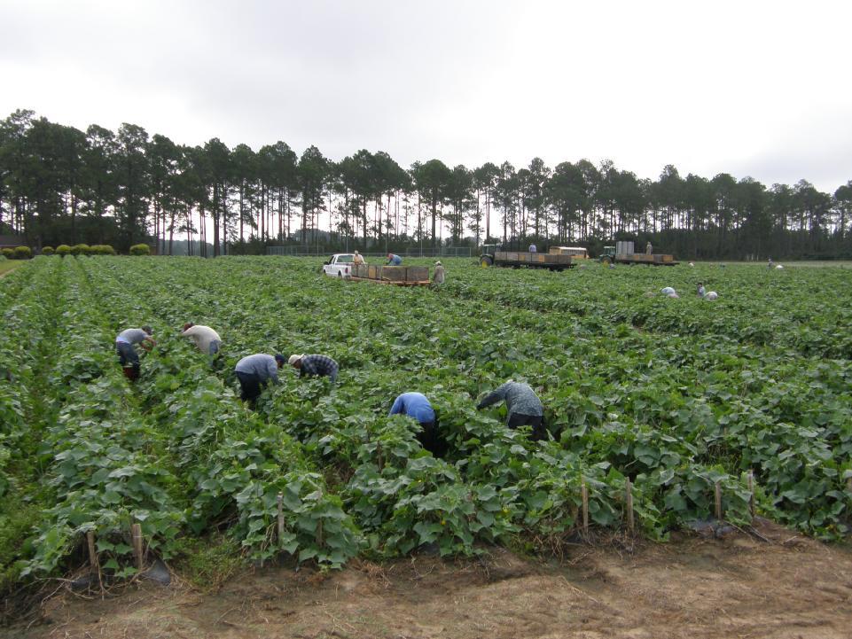 2011 GFVGA: New Herbicide Update for Georgia