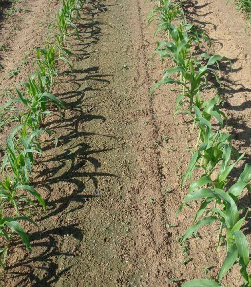 Sweet Corn and Texas Millet Response to Laudis Systems.
