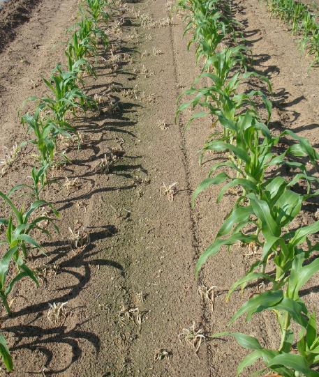 Sweet Corn and Texas Millet Response