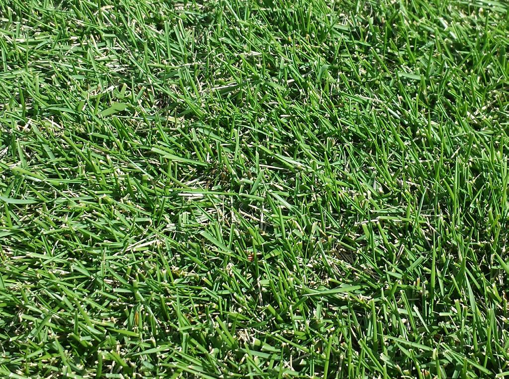 Zoysiagrass Zoysiagrass Zoysia japonica Steud. Zoysia matrella [L.] Merr.