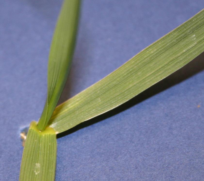 Vernation, the arrangement of leaves within a bud, is another characteristic used for identification of grasses (Figure 2). Grass plants produce new leaves inside of existing leaves.