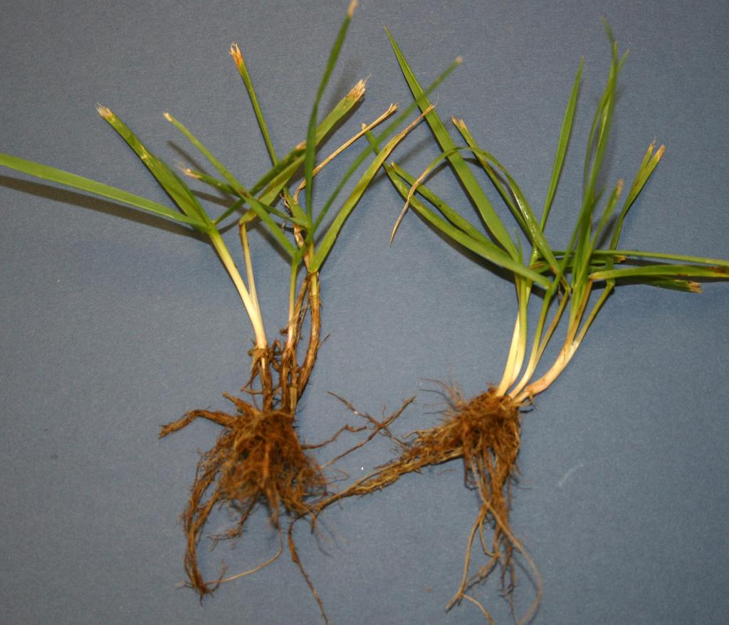 Tall fescue will usually display a purplish-red color at the base of the stem, and the Tall Fescue edges of leaves will feel like a serrated knife when rubbed against the skin.
