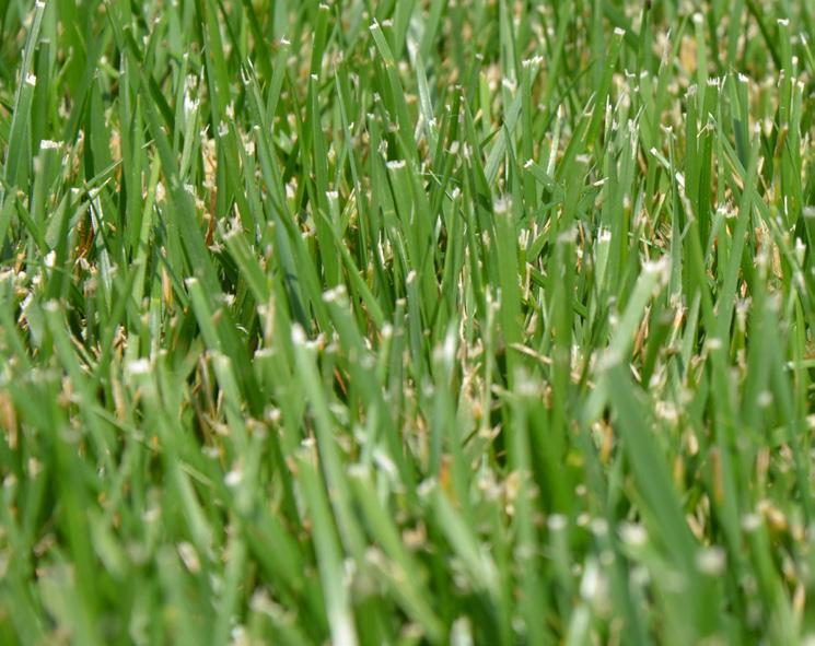 Because of traffic and mowing height limitations, its success on athletic fields has been limited. Tall fescue is available as sod or seed and may be mixed with other cool-season grasses.
