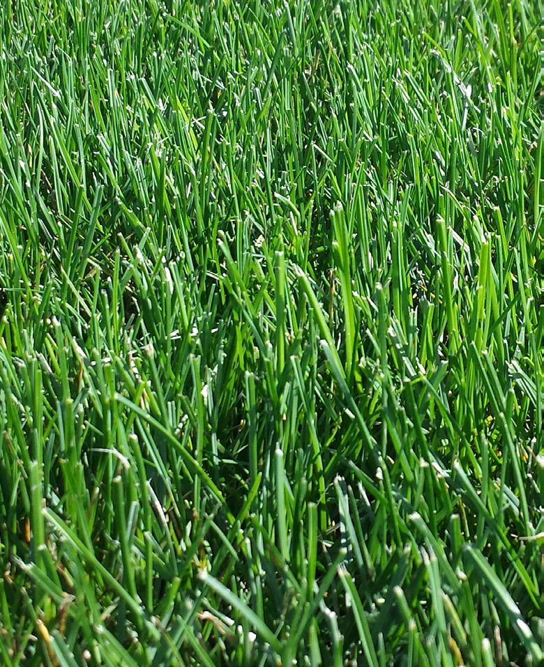Perennial Ryegrass Lolium perenne L. Perennial ryegrass is occasionally used as a lawn grass in Kentucky but more frequently on golf course fairways and athletic fields (Figure 16).