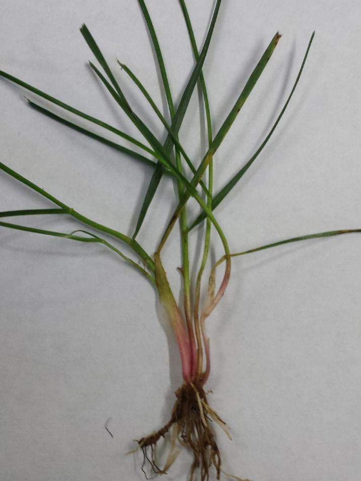 This grass has excellent wear tolerance but, due to the lack of rhizomes or stolons, has poor recuperative potential.