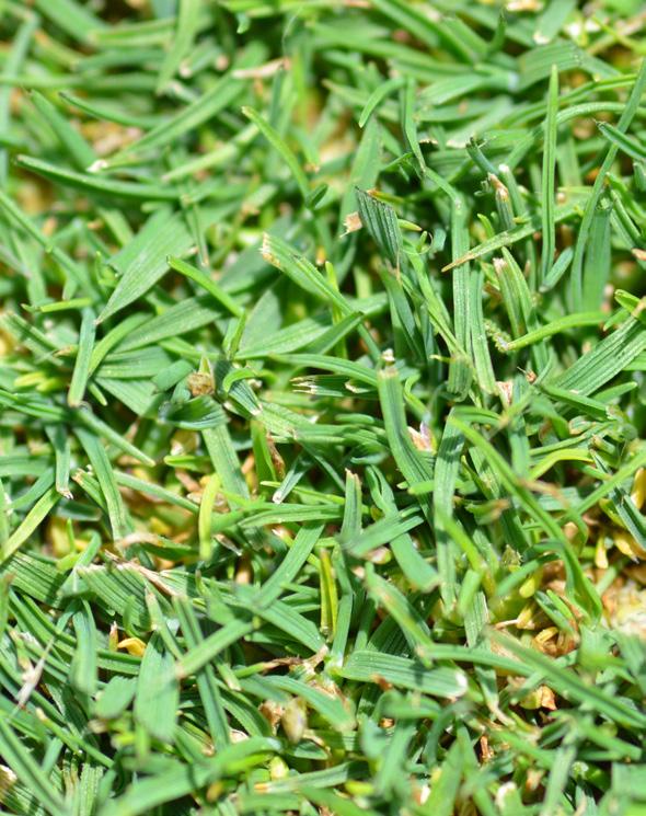 Creeping Bentgrass Agrostis stolonifera L. Creeping bentgrass is used on golf course greens, tees, and fairways in Kentucky (Figure 19).