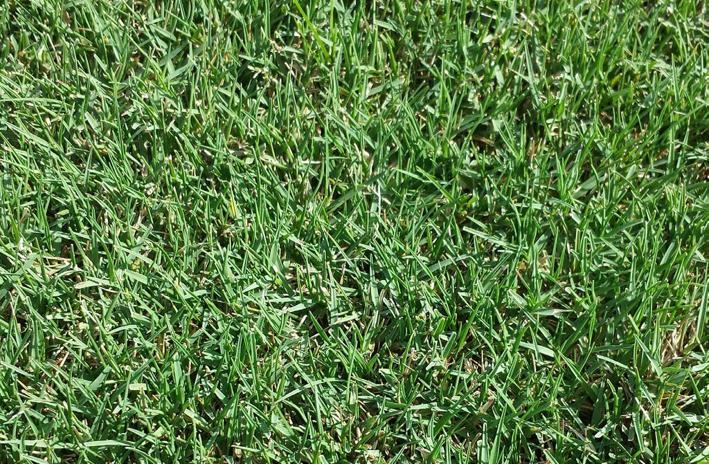 Warm-Season Grasses Common Bermudagrass Cynodon dactylon [L.] Pers.