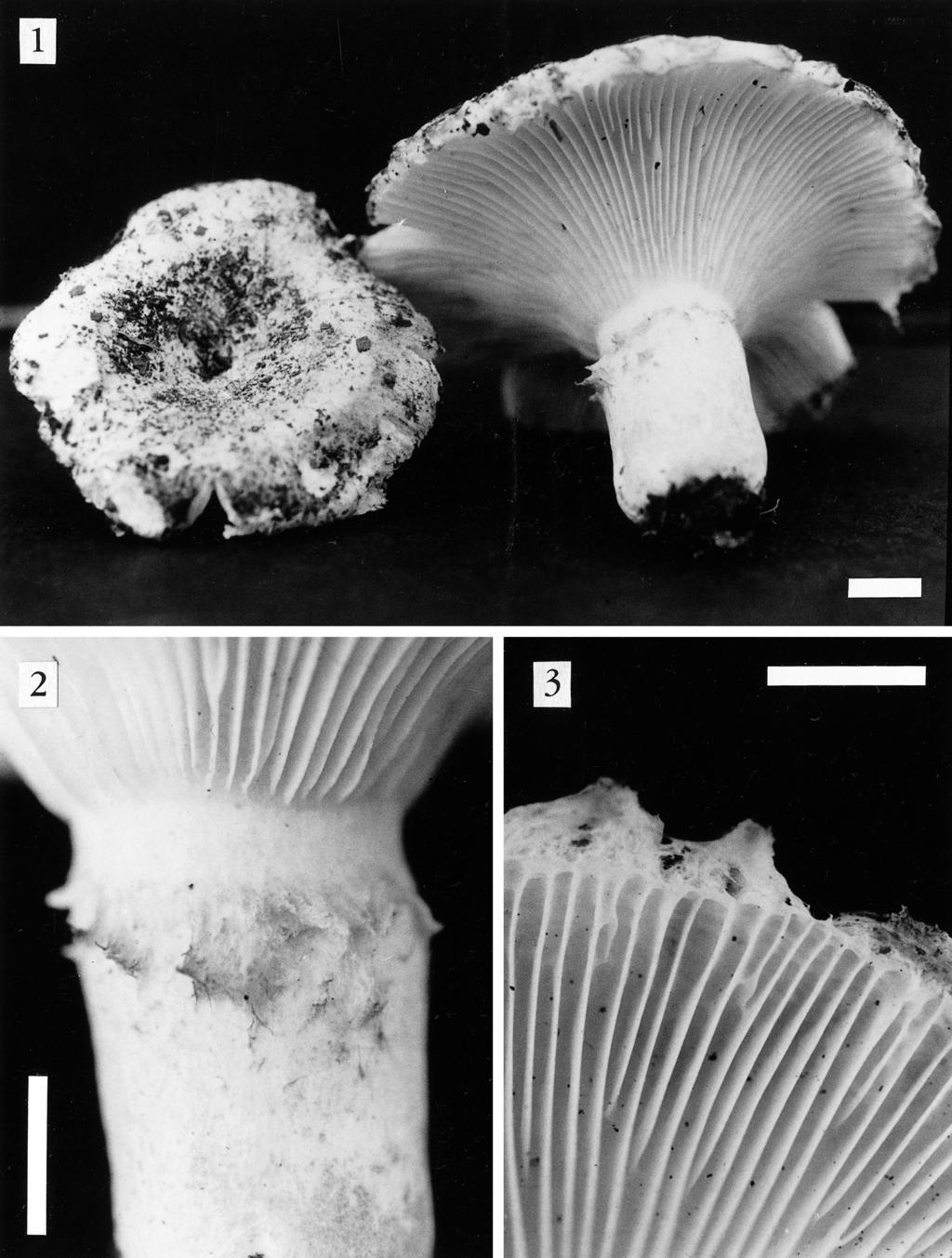292 MYCOLOGIA FIGS. 1 3. Russula herrerae. 1. Basidiomes. 2. Stipe with remnants of the marginal veil. 3. Pileus margin showing the marginal veil. Scale bars 1 cm. All from A. Kong 2622, HOLOTY PE.