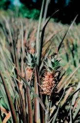 Ananas was the first ornamental crop exported by the state of Ceará.