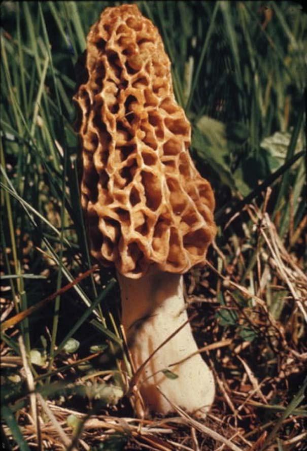 Macrofungi in Eastern Forests and Their