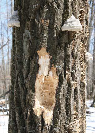 Mike Ostry, U.S. Forest Service Mike Ostry, U.S. Forest Service Figure 4. Signs of woodpecker activity on aspen decayed by True Tinder Conk (Fomes fomentarius) and other decay fungi. Figure 5.