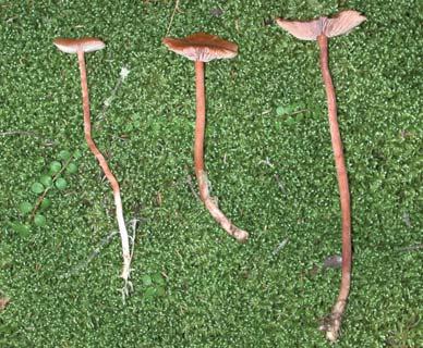 the most common mushrooms on upland sites and was the first mycorrhizal fungus to have its entire genome sequenced.