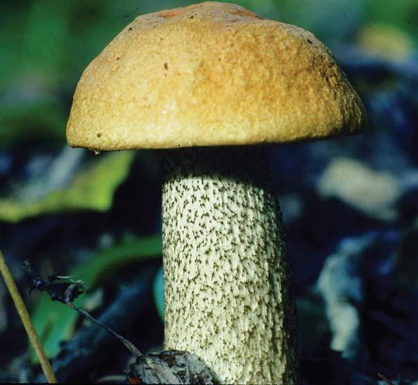 Birch Bolete Leccinum scabrum Identification: Cap gray-brown to yellow-brown; flesh white, not staining when bruised; stalk with brown-black scales called scabers Season of fruiting: Late summer-fall