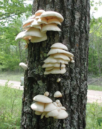 Oyster Mushroom Pleurotus populinus (P.
