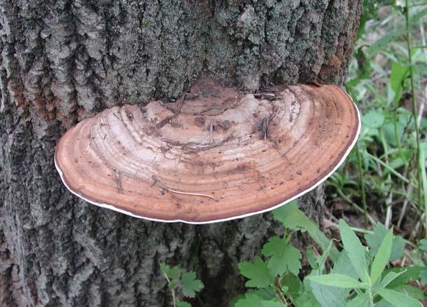 Artist s Conk Ganoderma applanatum (Fomes applanatus) Identification: Shelf-like, hard gray-brown zonate upper surface; white lower surface that turns brown when scratched Season of fruiting: