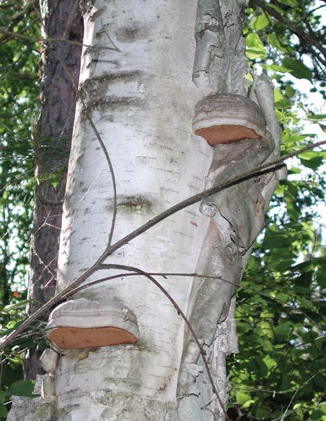True Tinder Conk Identification: Hoof-shaped, gray, hard conk Season of fruiting: Perennial Fomes fomentarius Ecosystem function: Causes a wood rot, common on dead birch Edibility: Inedible Fungal