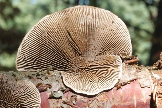 Multicolor Gill Polypore Lenzites betulina Identification: Fruit body leathery, hairy with alternating bands of gray, yellow, and brown; undulating, gray gills Season of fruiting: Summer-fall