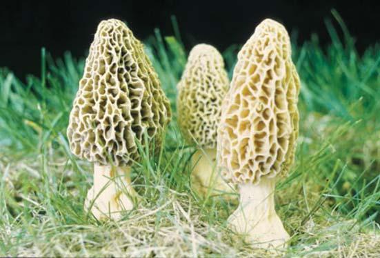 Morel (Sponge Mushroom) Morchella esculenta Identification: Cap resembles an inverted pine cone with ridges and deep pits, gray-cream-yellow; stem white-cream and hollow Season of fruiting: Brief