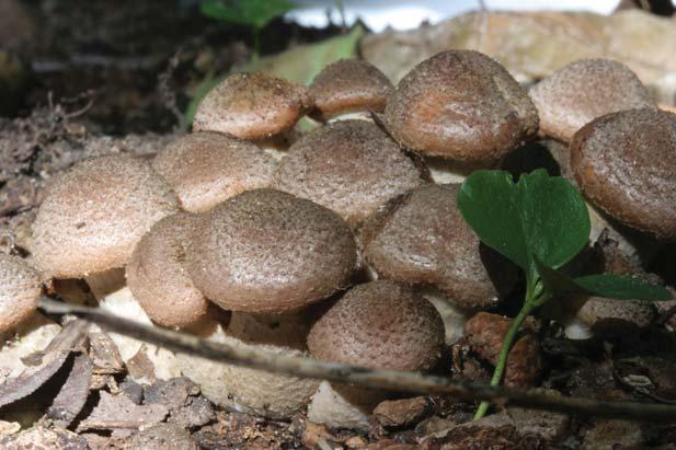 Honey Mushroom Armillaria gallica Identification: Cap tan to golden yellow; prominent ring on stem; white spore print; black shoestring cords (rhizomorphs) that transport food to growing hyphae